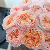 Georgia Peach Rose